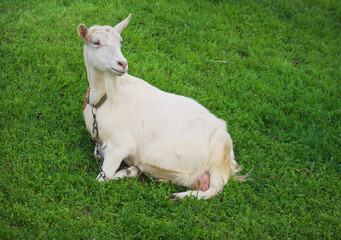 Naklejka na ściany i meble White goat on green grass in the village in springtime