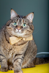 Fluffy tabby cat with a bow tie around his neck. Pet portrait. The idea of ​​an elegant gentleman in the form of a cat.