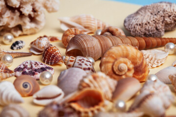 a lot of different empty sea shells on yellow background, macro details