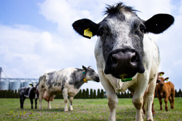 Cow at dairy farm looking to the camera.