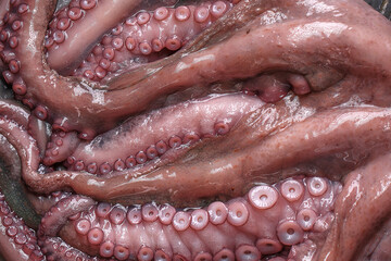 Fototapeta premium Top view of big raw octopus