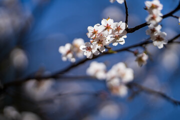 cherry tree blossom