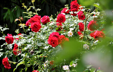 Beautiful flowering red rose bush in the spring garden
