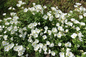 Showy evening primrose with lots of white flowers in June