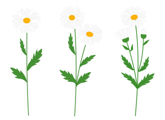 Set flowers daisies vector illustration