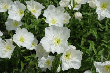 Some white flowers of Oenothera speciosa in May
