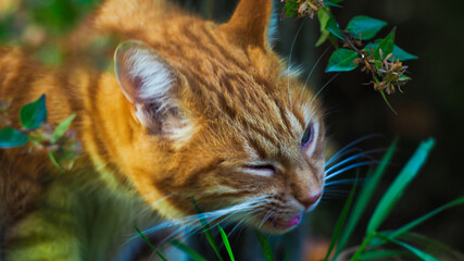 Petit chat roux jouant dans un pré, avec des branches d'arbres.   © Anthony