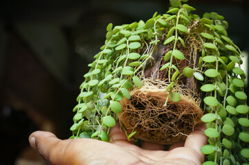 Dischidia houseplants with massive and fertile roots