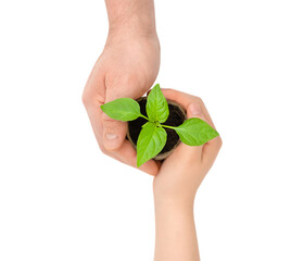 Potted green seedling in human hands isolated on the white background