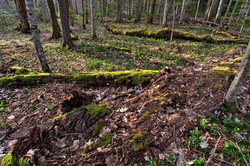 原生林の苔の生えた倒木。