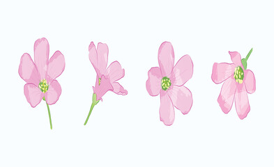 Set of Oxalis corymbosa rosa  flowers with different angles in vector illustration design art
