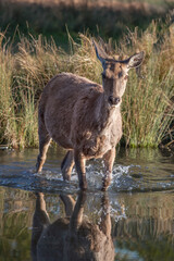 Deer in water
