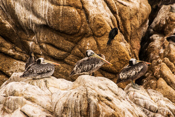 bird on the beach