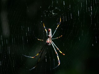 spider on the web