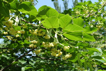 Pendulous flowers of linden tree in mid June
