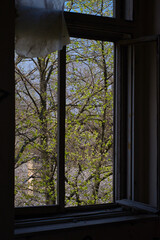 Fototapeta premium Garden view through the window of abandoned creepy building