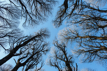 Beautiful patterns of tree crowns on a blue sky background. Bare willow trees in spring. Dark  and...