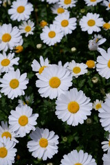 white daisy close up shot in sunny day