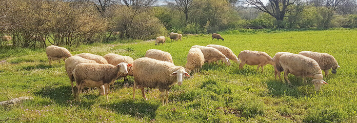 sheeps sheeps on green meadow in spring feeding