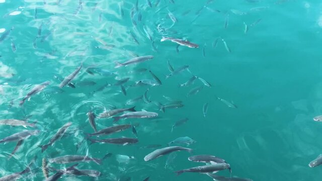 A lot of small fish swimming fast in the Mediterranean Sea. Video in 4K.
