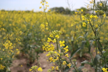 봄에 피는 유채꽃