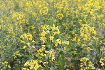 봄에 피는 유채꽃