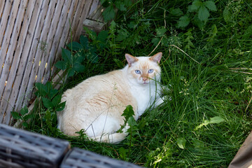 A light coloured cat with bright blue eyes lounging in grass and claiming a neighbour's yard as its own