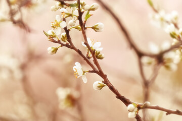 White spring blossoms. Ornamental floral background, nostalgic vintage design.