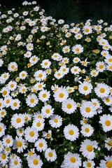 white daisy close up shot in sunny day