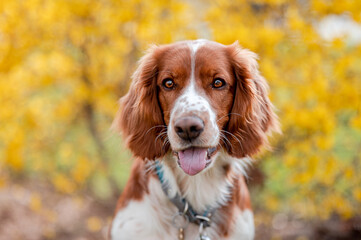 Healthy happy dog in flower forsythia in spring season.