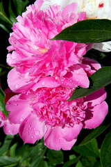 Lush pink and white peonies. Emperor of the Garden