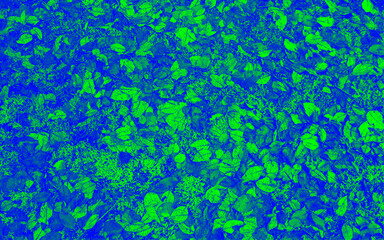 Fototapeta na wymiar texture of glowing green leaves on blue foliage