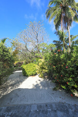 palm trees on a tropical island