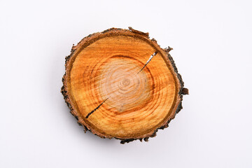 cross section of a tree trunk with annual rings on a white surface
