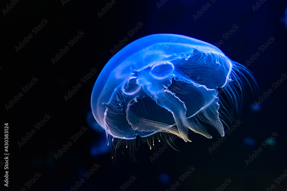 Sticker Jellyfish dancing in the dark blue ocean water. Underwater sea life