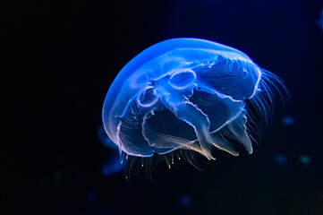 Jellyfish dancing in the dark blue ocean water. Underwater sea life