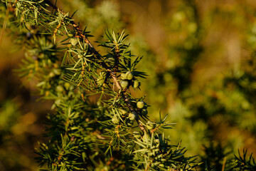 Wacholderbeeren am Zweig eines Wacholder / Heide-Wacholder / Gemeiner Wacholder (lat.: Juniperus)