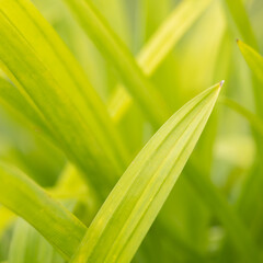 Obraz premium Abstract blurred Nature background. Texture of green leaf plant wallpaper with sun light.