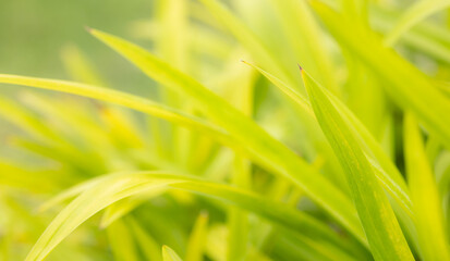 Abstract blurred Nature background. Texture of green leaf plant wallpaper with sun light.
