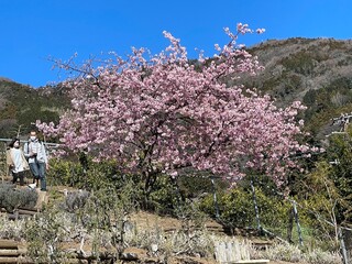 河津桜の並木