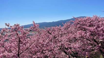 河津桜の並木