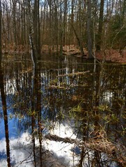 reflections in the water