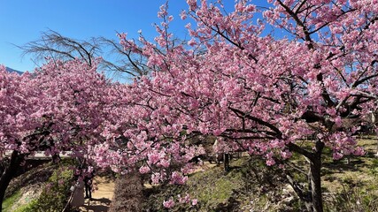 河津桜の並木