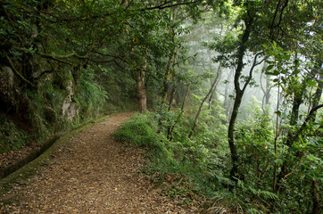 Üppig grüner nebeliger Wanderweg Pfad - Madeira/Portugal