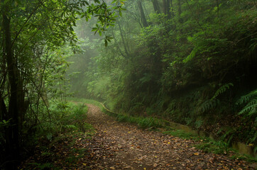 Üppig grüner Wanderweg Pfad - Madeira/Portugal