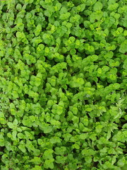 Creeping Charlie (Pilea nummulariifolia) is popular to cover the ground. In the Urticaceae family, it is usually indoors with small white hairy stems. Scientific name: Pilea nummulariifolia (Sw.) Wedd