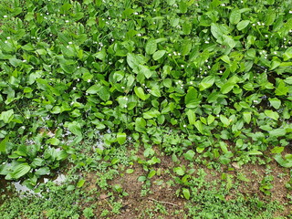 A clump of Burhead or Texas mud baby ,which grows in moist soil,is an easy-to-grow plant with bright green leaves with white bloom all year round. Scientific name is Echinodosus cordifolius (L.) Grise