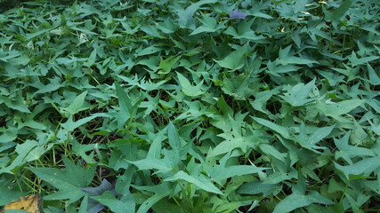 top view of green sweet potato leaves.suitable for background