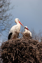 Zwei Störche stehen auf ihrem Nest - Weißstorch / Klapperstorch im Nest (Lat.: Ciconia ciconia)