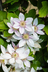 white clematis in the garden